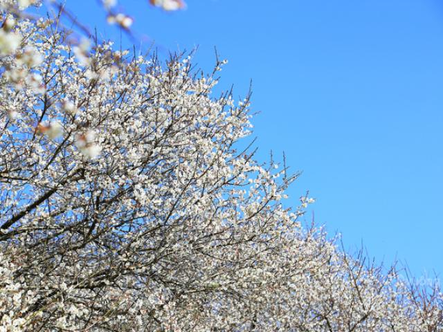 Tin tức trong ngày - Đắm mình giữa “cao nguyên trắng” Mộc Châu