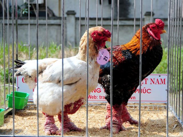 Tin tức trong ngày - Độc đáo cuộc thi sắc đẹp của những chú "gà chân voi"