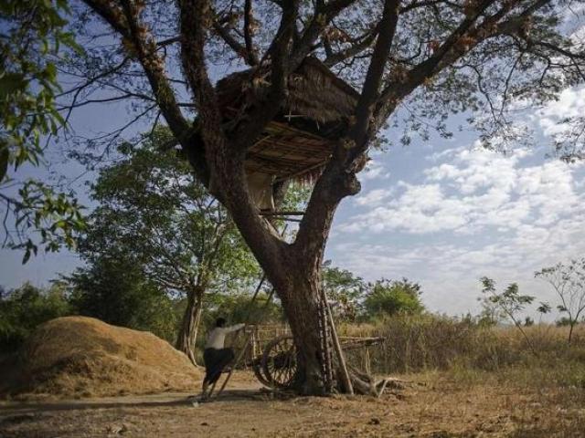 Thế giới - Độc đáo ngôi làng trên cây ở Myanmar