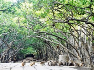 Tin tức trong ngày - Đặt chân đến “vương quốc khỉ” trên ốc đảo xanh ở Sài Gòn