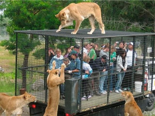 Du lịch - Hãi hùng vườn thú “nhốt” du khách để thú dữ quây