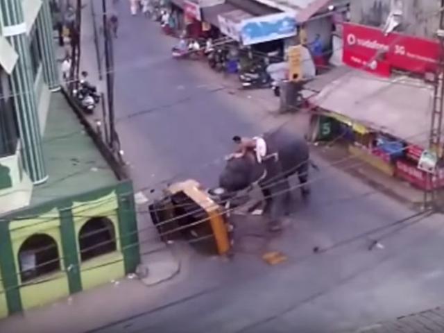 Thế giới - Video voi "điên" đuổi người, phá nát xe ba bánh trên phố