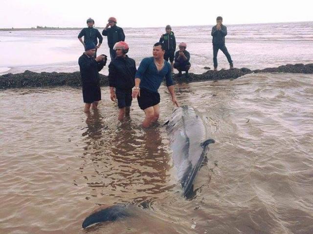 Tin tức trong ngày - Cá voi sống nặng gần 3 tấn dạt vào bãi biển Nam Định