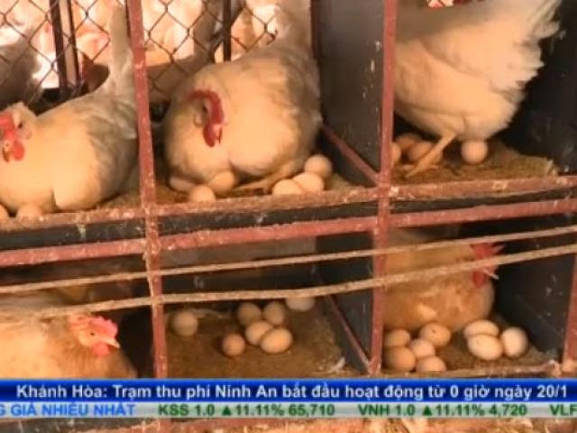 Bản tin tài chính kinh doanh 20/1: Thiếu định hướng, hộ chăn nuôi gà Ai Cập lao đao