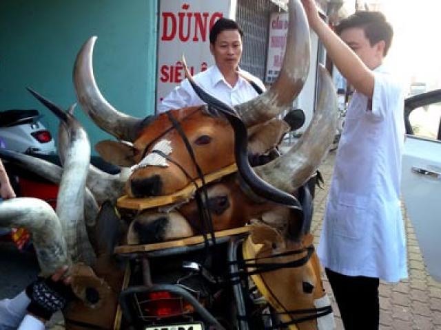 Tin tức trong ngày - Đầu thú “quý hiếm” giá rẻ xuống đường