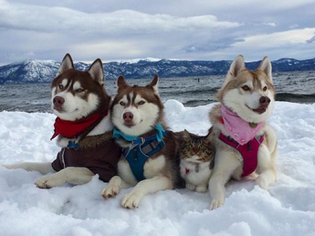 Bạn trẻ - Cuộc sống - Cảm động tình bạn giữa mèo và 3 chú chó Husky