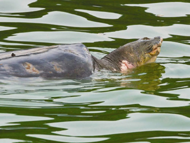 Tin tức trong ngày - Chuyên gia nước ngoài: "Rùa Hoàn Kiếm phải hơn 100 tuổi"
