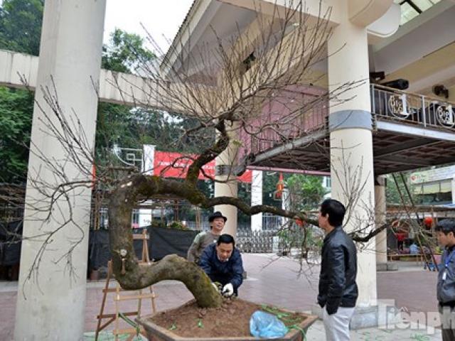 Tin tức trong ngày - Mục sở thị đào thế "rồng bay" quát giá hơn 600 triệu đồng