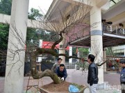 Tin tức trong ngày - Mục sở thị đào thế &quot;rồng bay&quot; quát giá hơn 600 triệu đồng