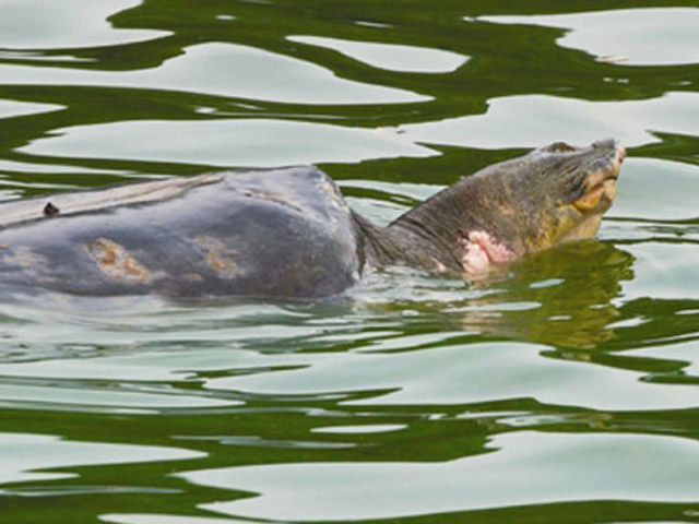 Đề xuất kiểm kê rùa ở Hồ Gươm