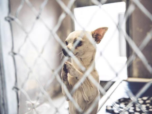 Thế giới - Chú chó chắp tay cầu khẩn được nhận nuôi