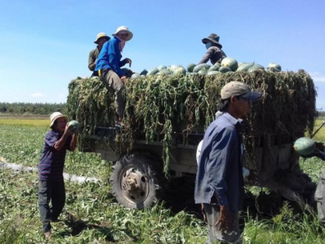 Thị trường - Tiêu dùng - Chưa Tết đã khóc ròng vì giá dưa hấu rẻ mạt