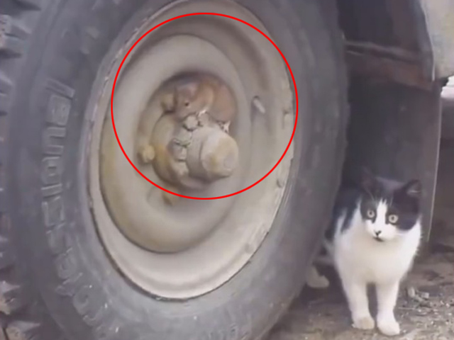 Cười 24h - Video clip: Hài hước cảnh Tom và Jerry đời thực