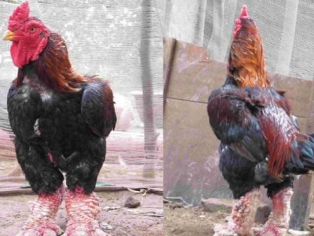 Thị trường - Tiêu dùng - Mẹo hay chọn đúng gà Đông Tảo "xịn" ăn Tết