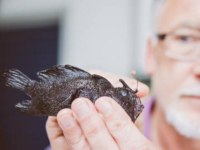 Thế giới - Phát hiện loài cá đi bộ kỳ lạ ở New Zealand