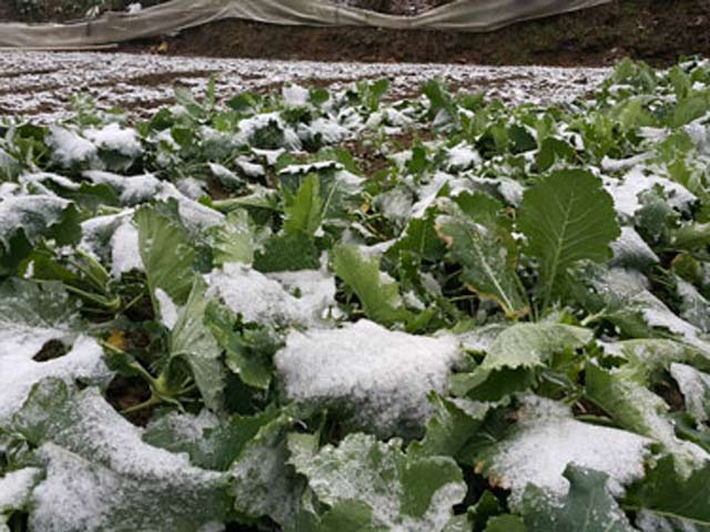 Tin tức trong ngày - Lào Cai: Mưa tuyết "vùi lấp" hàng chục tỷ đồng
