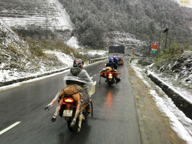 Tin tức trong ngày - Người dân Sa Pa đau xót nhìn trâu chết rét