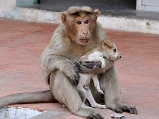 Bạn trẻ - Cuộc sống - Cảm động chú khỉ cưu mang chó như con