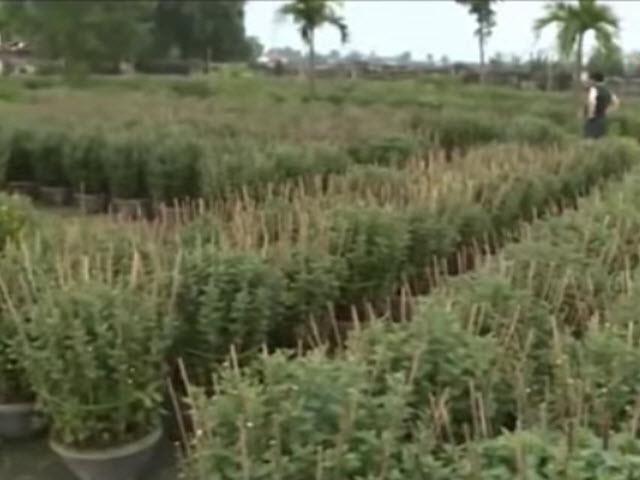Thị trường - Tiêu dùng - Chủ vườn điêu đứng vì cúc Tết không nở hoa
