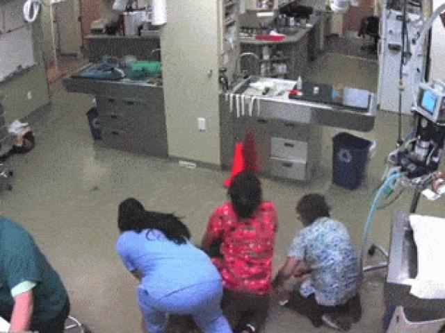 Thế giới - Video: Chó cõng bác sĩ thú y chạy thoát khỏi phòng khám