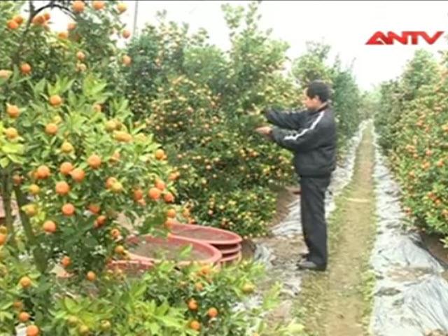 Thị trường - Tiêu dùng - Giá đào, quất năm nay có thể thấp hơn năm 2015