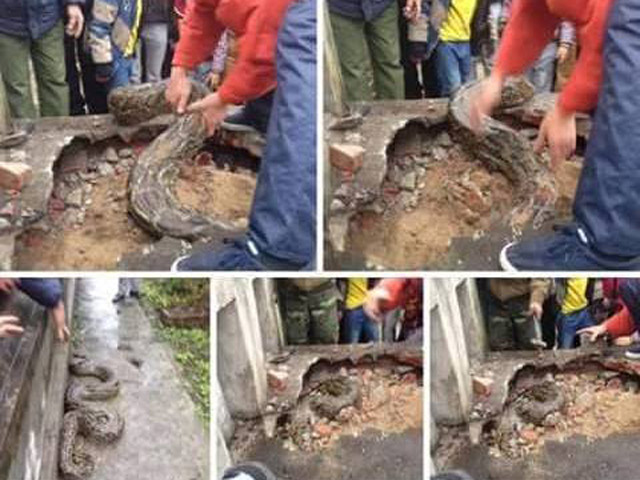 Tin tức trong ngày - Kinh hãi phát hiện trăn dài hơn 3m chui xuống mộ