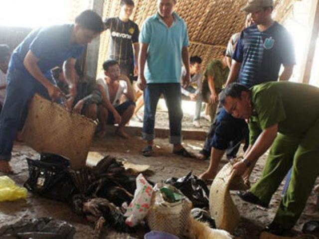 Video An ninh - Đánh sập trường gà “khủng” ở Sóc Trăng, bắt 36 con bạc