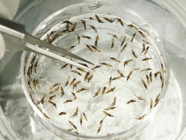 Thế giới - Virus “ăn não" lan rộng sang châu Âu