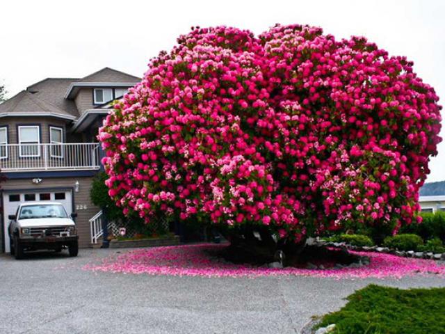 Chuyện lạ - Những loài cây lộng lẫy khiến cả thế giới bị mê hoặc