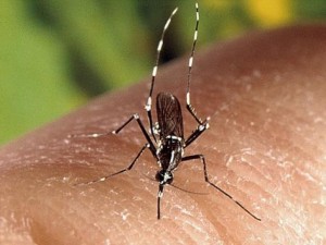 Thế giới - Trong 10 năm nữa, không có cách trị virus &quot;ăn não&quot;