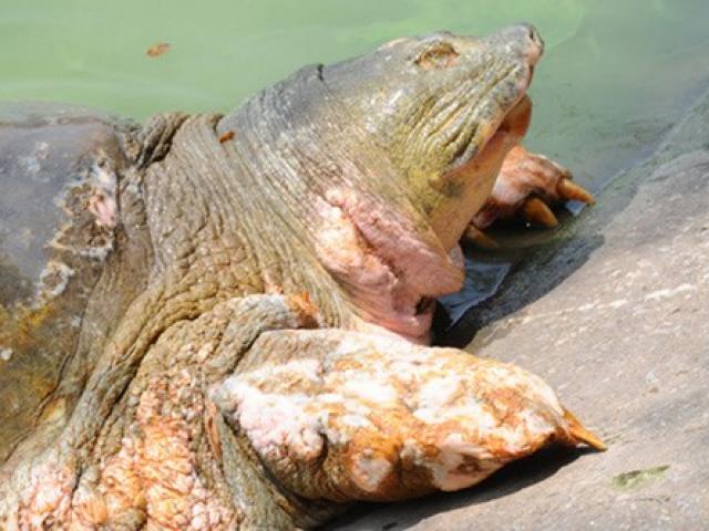 Hé lộ tư liệu quốc tế về nguồn gốc "cụ" rùa Hồ Gươm