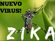 Sức khỏe đời sống - Cách phòng vi rút ZIKA gây teo não như thế nào?