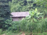 Hành trình phá án: Thảm án bên rừng già (P.1)