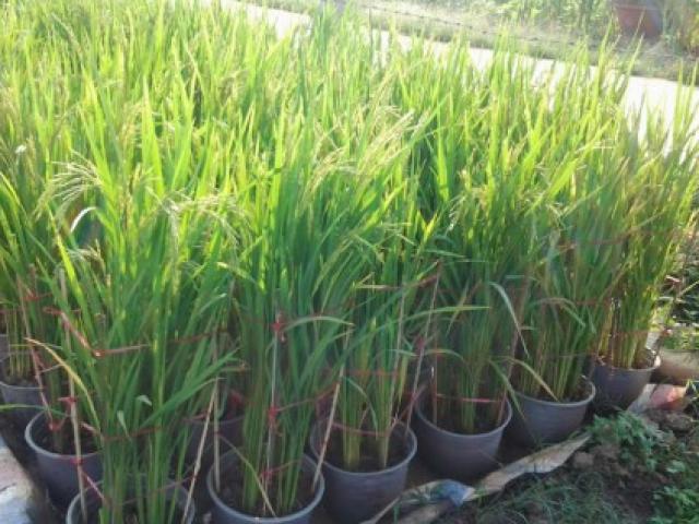 Giá cả hàng hóa - Cây lúa thành kiểng "độc" chơi Tết