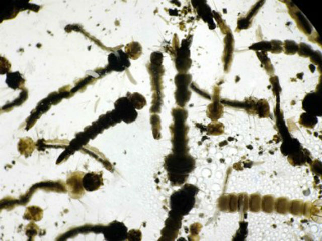 Bí quyết mặc đẹp - Elly Trần, Angela Phương Trinh quá "bốc lửa" khi diện đồ ở nhà