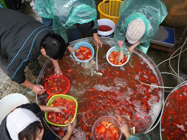 Tin tức trong ngày - Ảnh: Đỏ rực "chợ ông Công ông Táo" lớn nhất HN