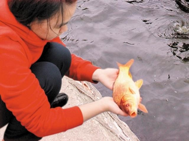 Du lịch - Cách thả cá chép cúng ông Táo đúng ý nghĩa tâm linh