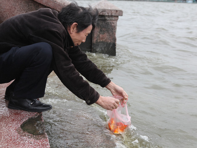 Tin tức trong ngày - Ra Hồ Tây, cá chép Ông Táo gặp sóng to, gió lớn