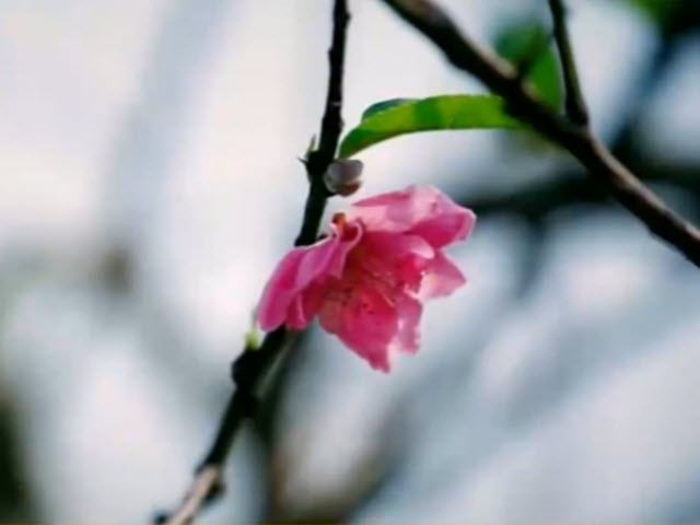 Du lịch - Những vườn đào chớm nở trên "đất thép" Thái Nguyên