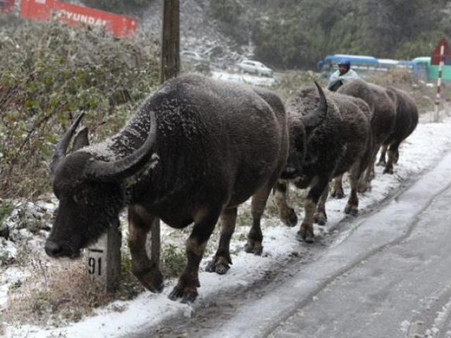 Tin tức trong ngày - Bộ NN&amp;PTNT ra công điện phòng chống rét đậm, rét hại