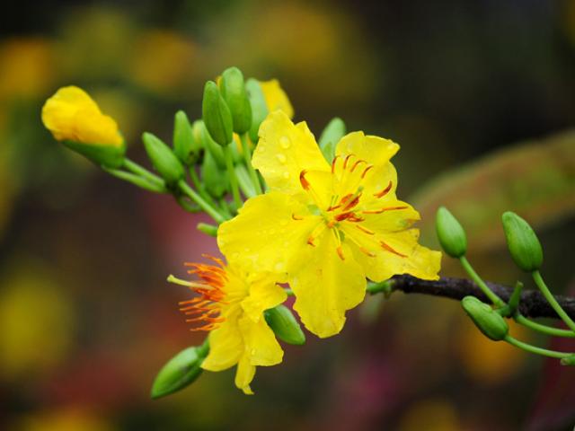 Tin tức trong ngày - Mai vàng Bình Định vượt ngàn cây số đón Tết ở Thủ đô