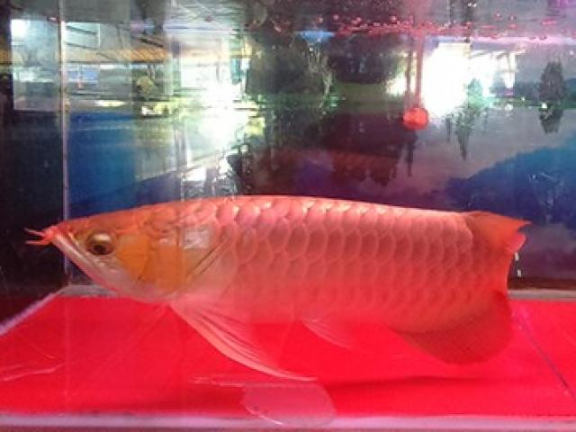 Thị trường - Tiêu dùng - Săn cá cảnh "độc" trăm triệu chơi tết