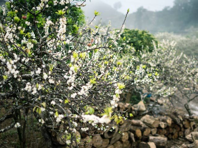 Bạn trẻ - Cuộc sống - “Lạc lối” giữa thiên đường hoa đào, hoa mận Mộc Châu