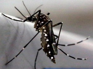 Thế giới - Đề xuất triệt sản muỗi đực để ngăn virus &quot;ăn não&quot; Zika