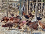 Pháp luật - &quot;Bẫy điện&quot; chết kẻ trộm rồi ném xác ra sông phi tang