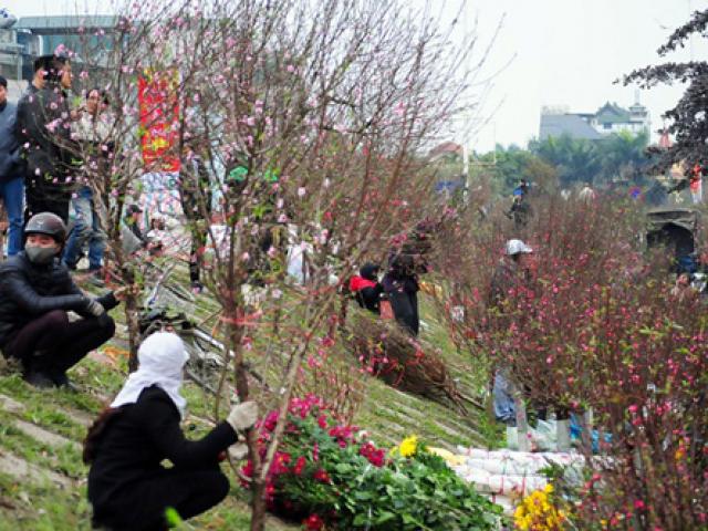 Hà Nội: Sắc đào "nhuộm" đỏ chợ hoa Quảng Bá