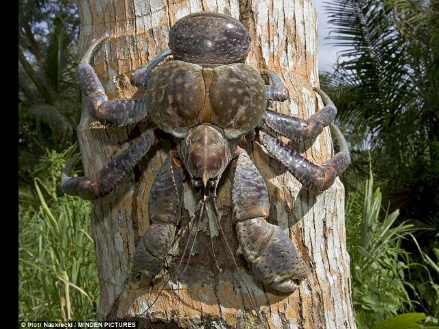 Thế giới - Úc: Cua khổng lồ nặng tới 5kg