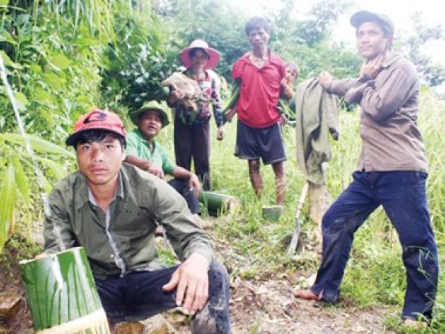 Tin tức trong ngày - Ði tìm loài tre Thánh Gióng