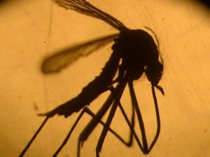 Thế giới - Phụ nữ có thai đầu tiên mắc virus Zika ở châu Âu