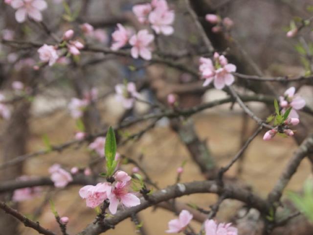 Tin tức trong ngày - Săn đào đá Lào về chơi tết